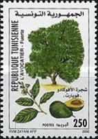 Avocado pear tree