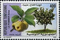 Apple tree