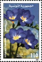 Freesias