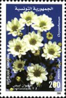 Chrysanthemums
