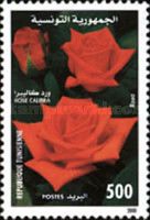 Rose Calibra