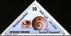 Josephine's Moon Snail (Neverita josephinia)