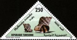 Banded Dye-murex (Phyllonotus trunculus)