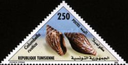 Rustic Dove Shell (Columbella rustica)