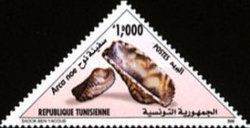 Noah's Ark (Arca noae)