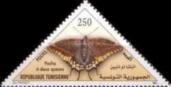 Two-tailed Pasha (Charaxes jasius)