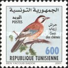 Eurasian Jay (Garrulus glandarius)