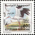 White Stork (Ciconia ciconia)