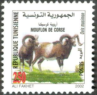 Mouflon (Ovis musimon)
