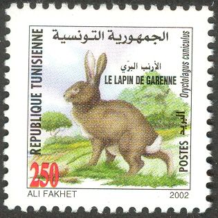 European Rabbit (Oryctolagus cuniculus) 