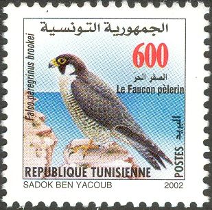 Peregrine Falcon (Falco peregrinus)