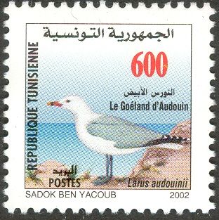 Audouin's Gull (Larus audouinii) 