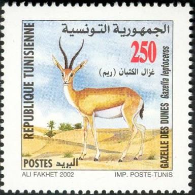 Slender-horned Gazelle (Gazella leptoceros)