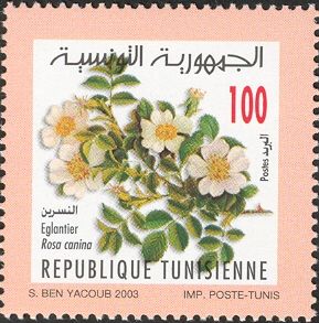 Dog-rose (Rosa canina)