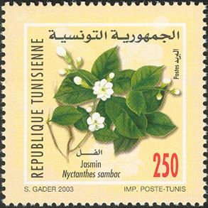 Arabian Jasmine (Jasminum sambac)