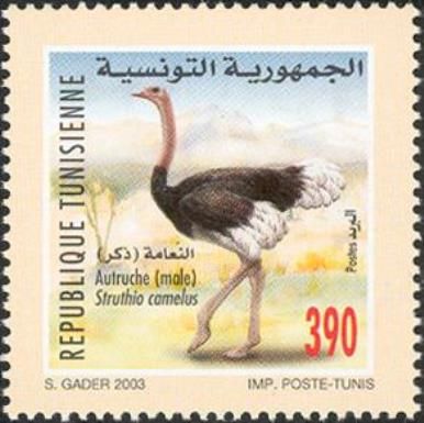 Ostrich (Struthio camelus)