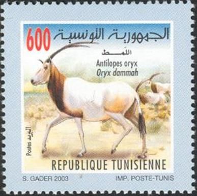 Scimitar-horned Oryx (Oryx dammah)