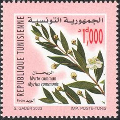 Common Myrtle (Myrtus communis)