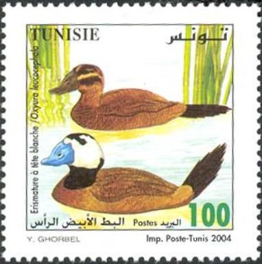 White-headed Duck (Oxyura leucocephala)