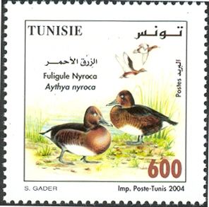 Ferruginous Duck (Aythya nyroca)