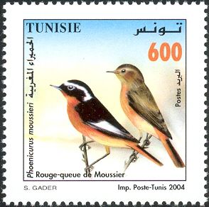 Moussier's Redstart (Phoenicurus moussieri)