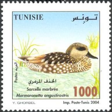 Marbled Teal (Marmaronetta angustirostris)
