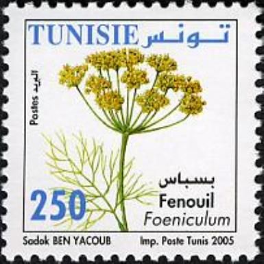 Fennel