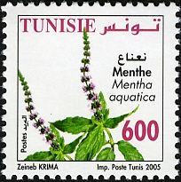 Mint (Mentha aquatica)