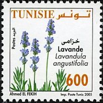 Lavender