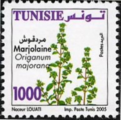 Marjoram (Oreganum majorana)