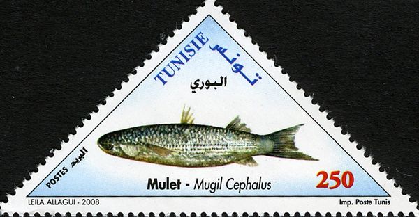 Flathead Grey Mullet (Mugil cephalus) 