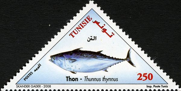 Atlantic Bluefin Tuna (Thunnus thynnus)