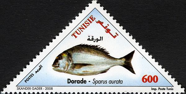 Gilthead Seabream (Sparus aurata)
