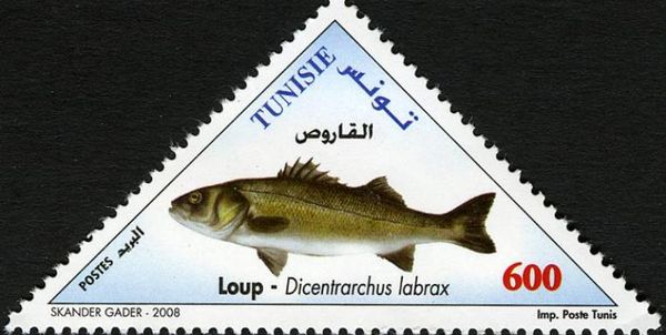 European Seabass (Dicentrarchus labrax)