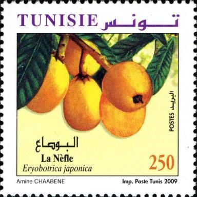 Loquat (Eriobotrica japonica)