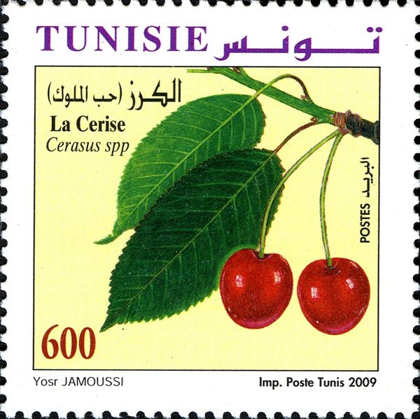 The Cherry