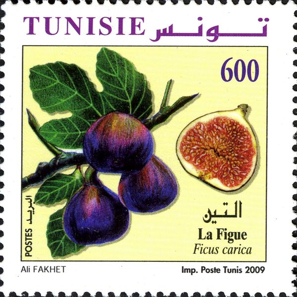 The Fig