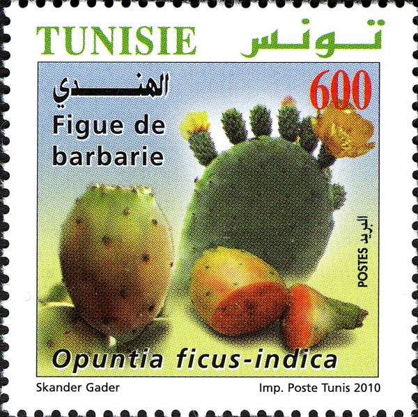 Barbary Figs