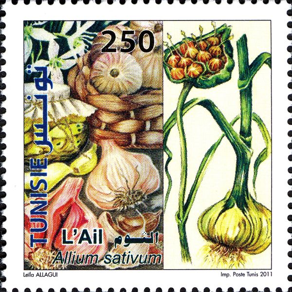 Garlic