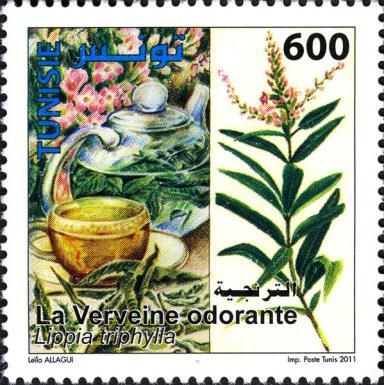 Fragrant Verbena
