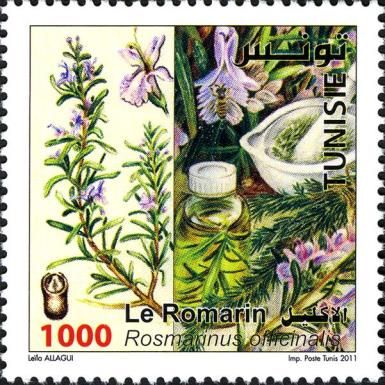 Rosemary