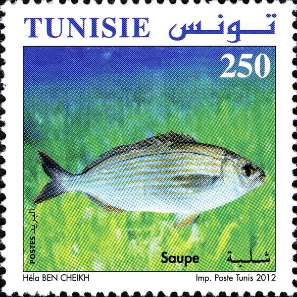 Salema Porgy (Sarpa salpa)