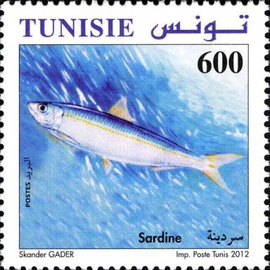 European Pilchard (Sardina pilchardus)