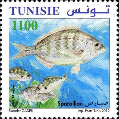 White Seabream (Diplodus sargus)