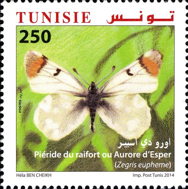Sooty Orange Tip (Zegris eupheme)