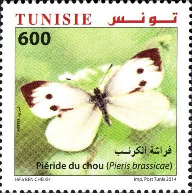 Large White (Pieris brassicae) 