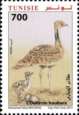 Houbara Bustard (Chlamydotis undulata)