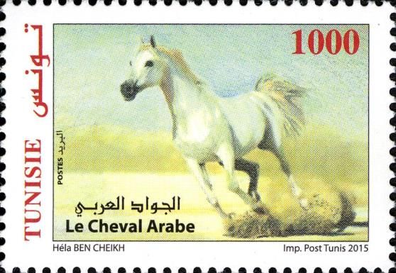 Arabian Horse (Equus ferus caballus)