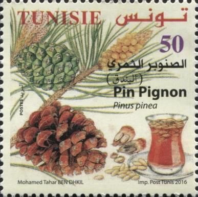 Pinion Pine (Pinus pinea)