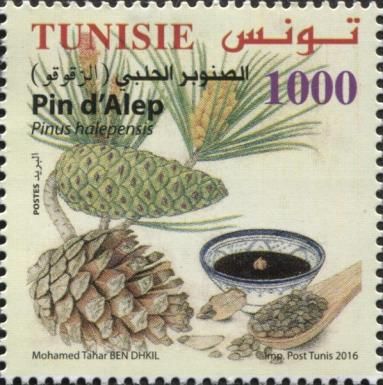 Aleppo Pine (Pinus halepensis)